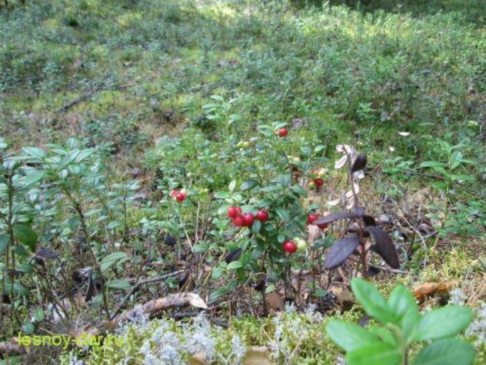 Это брусника (фото с блога "Лесная кладовая")