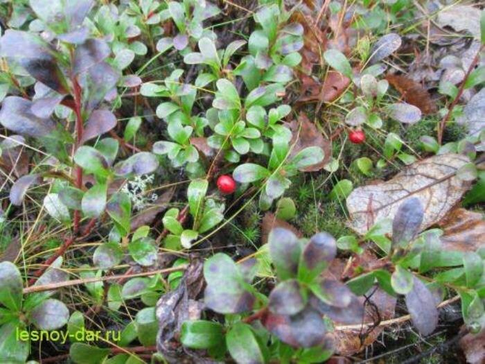 Толокнянка обыкновенная на опушке соснового бора поздней осенью (фото с блога "Лесная кладовая")