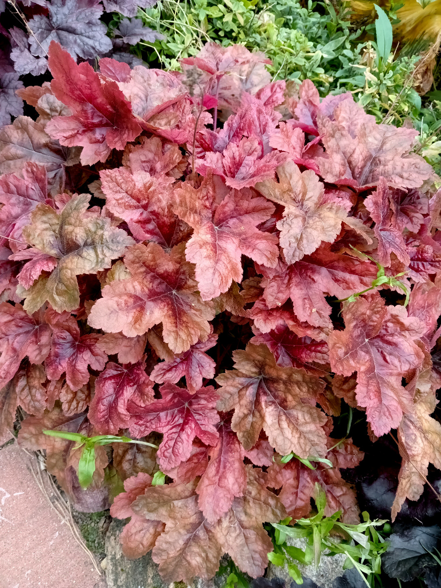 Брас латерн 