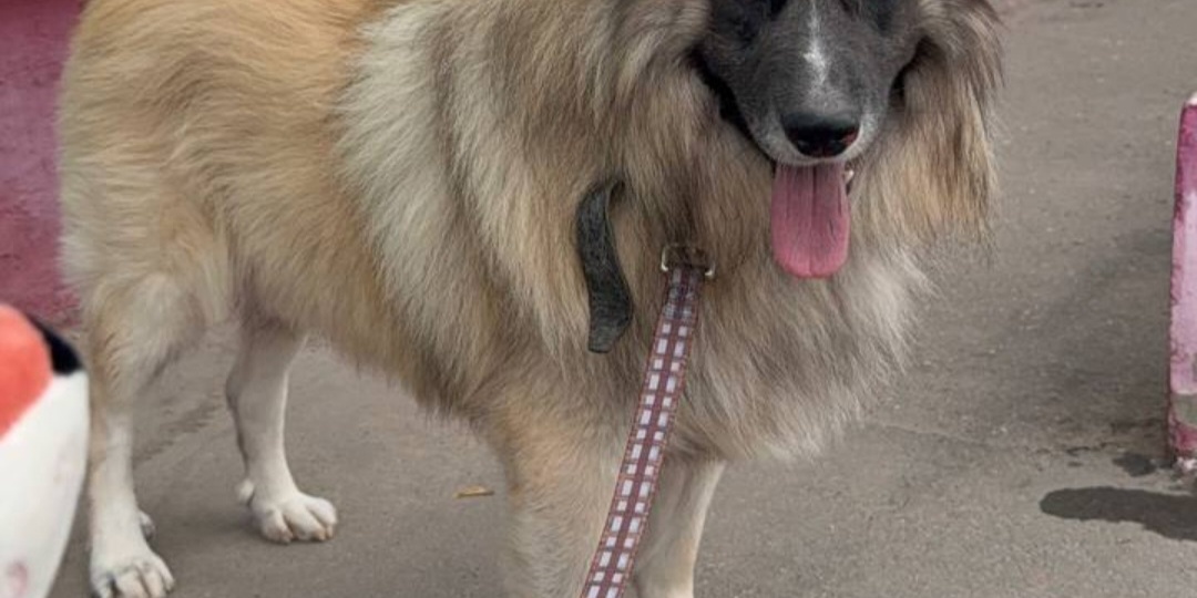 Мишутка. Необычный пес из собачьего концлагеря оказался никому не нужен