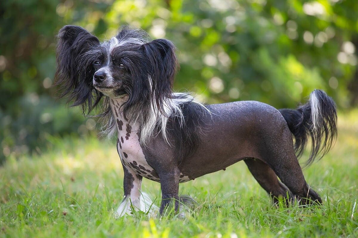 После купания намажьте питомца специальным увлажняющим кремом или лосьоном для собак. Источник: Sabriel Smutny / Shutterstock / FOTODOM📷
