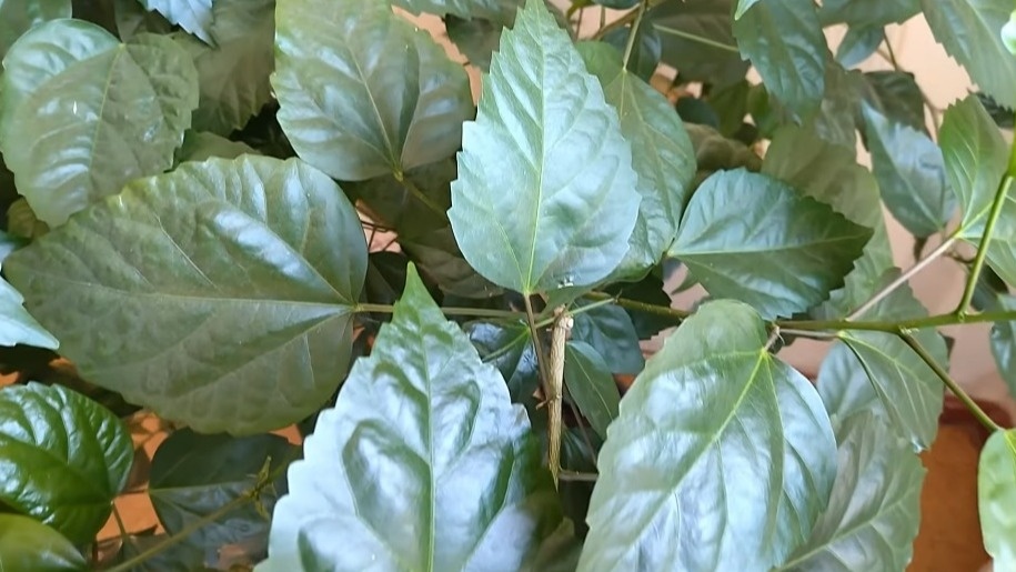 Устранил 7 проблем китайской розы за неделю. Бутоны пошли массово