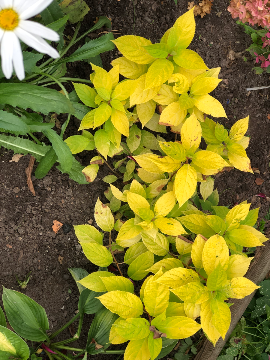 Гортензия Санлайт, сентябрь 2025