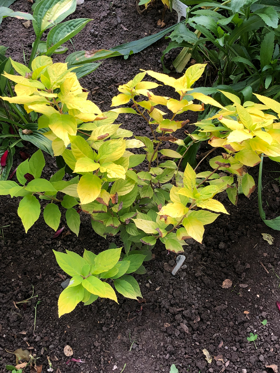 Гортензия Санлайт, август 2025