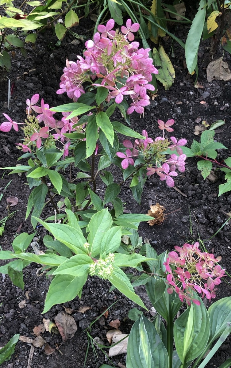 Гортензия XSLite, конец сентября 2025