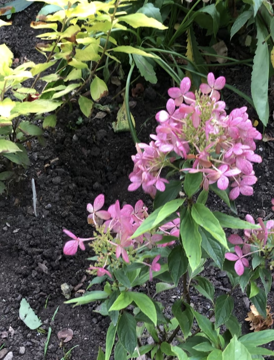 Гортензия XSLite, конец сентября 2025