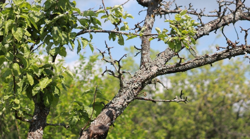 Обрабатываю железным купоросом в октябре правильно. 5 концентраций для разных культур