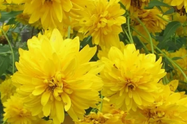 Рудбекия рассеченая Золотой шар. Фото автора