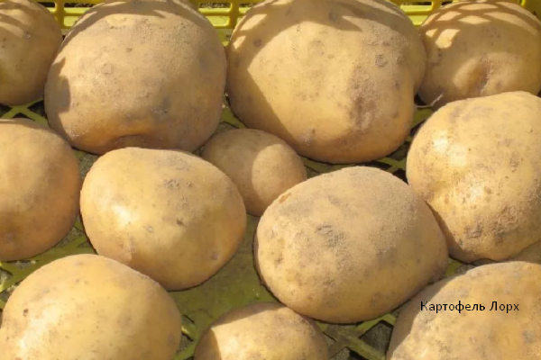 Картофель Лорх, Фото автора, листай карусель