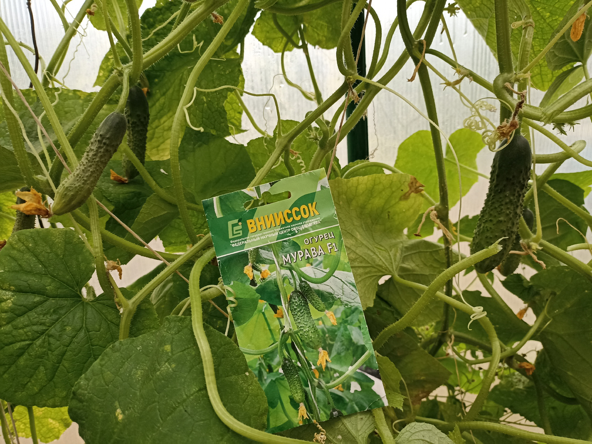 Огурец Мурава F1. Фото автора