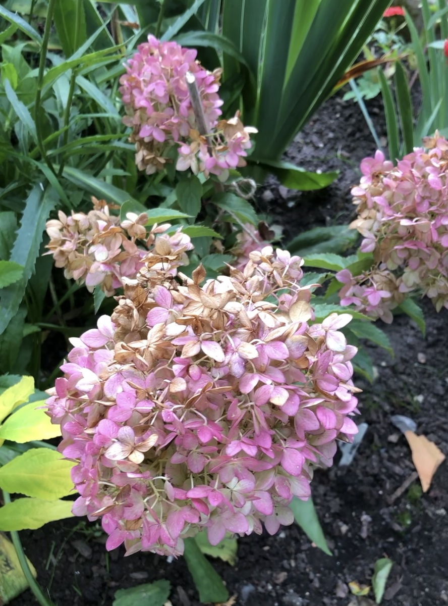 Гортензия Magical Andes, конец сентября 2025