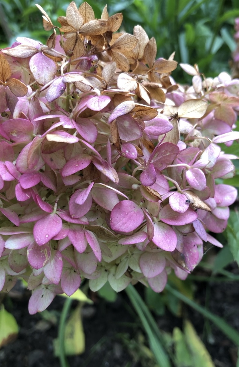 Гортензия Magical Andes, сентябрь 2025. Соцветия подгорают на открытом солнце