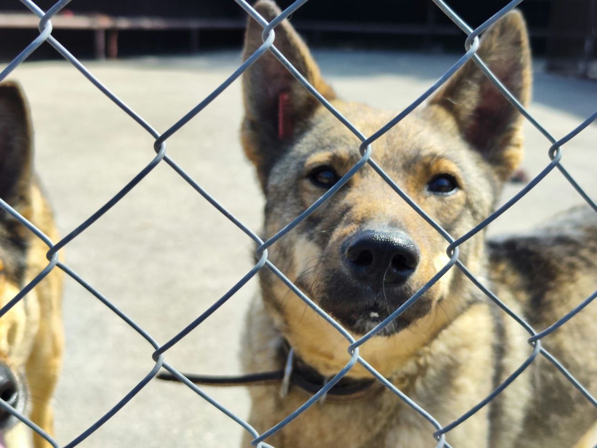 Зоозащитник высказался о тупиковых инициативах чиновников.  Фото: Фото: ФедералПресс / Ксения Кобалия