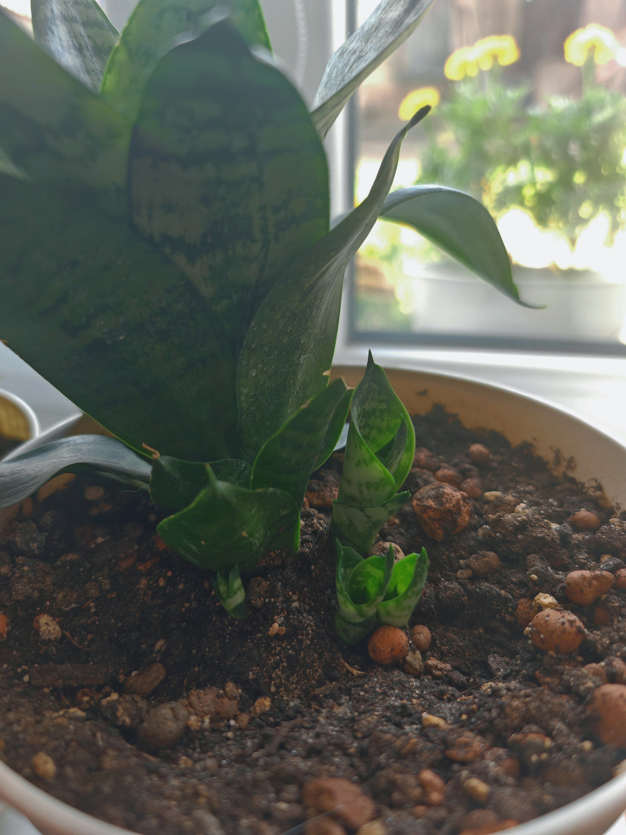 Детки сансевиерии