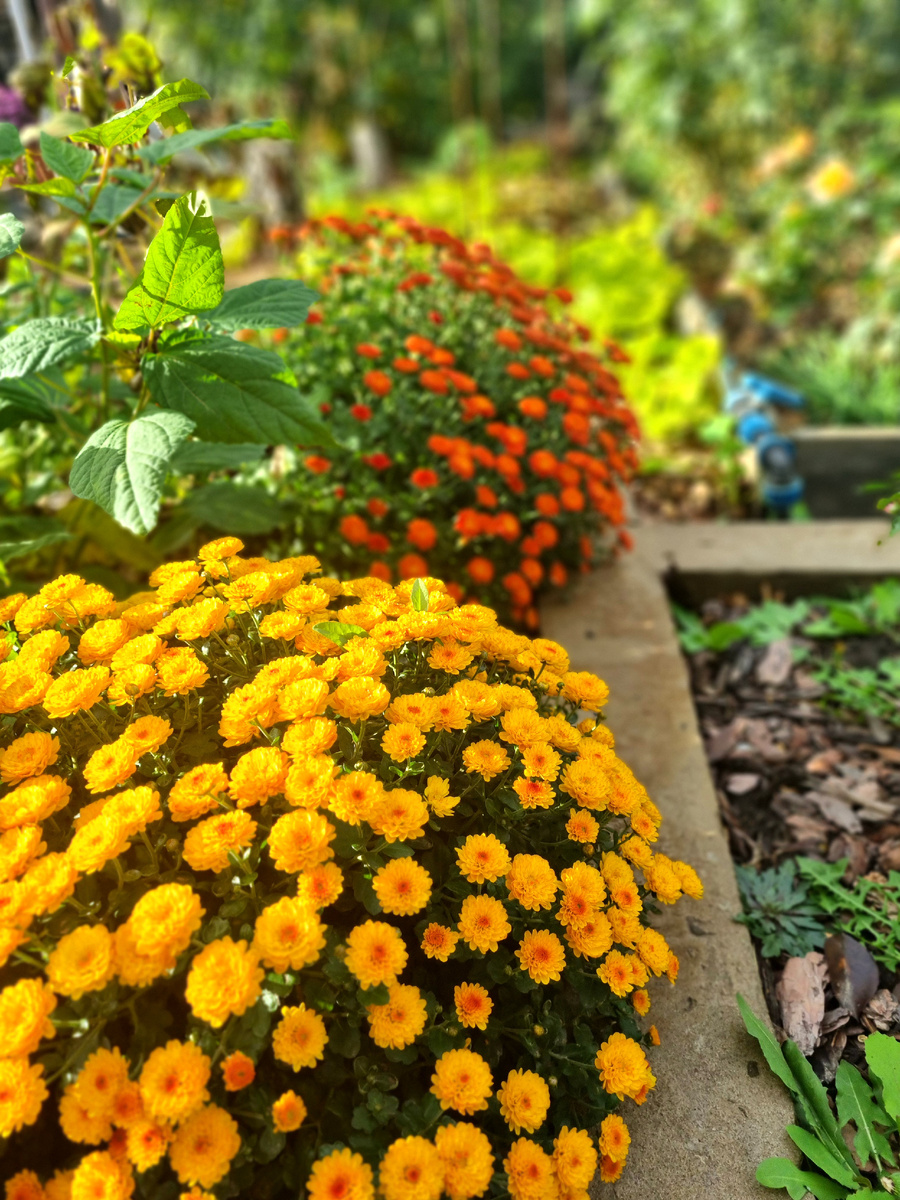 Фото : Зеленая леди, сад, семья и томатный сок 