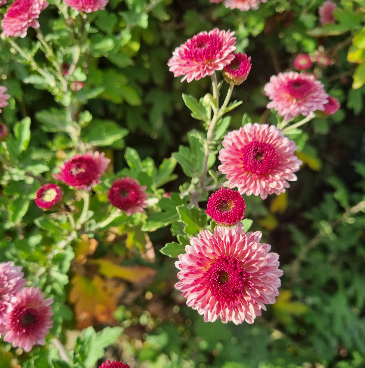 Фото : Зеленая леди, сад, семья и томатный сок