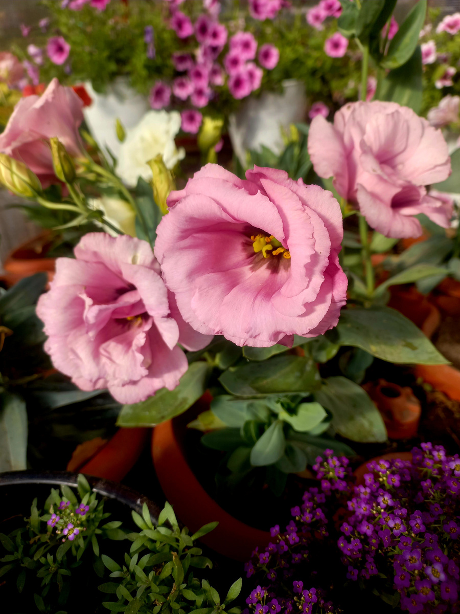 Рози F1 Пинк