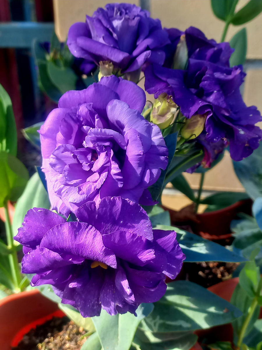 Рози F1 Лаванда 