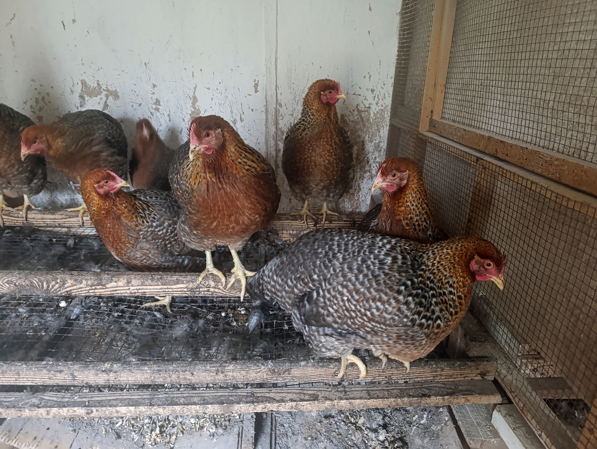 Молодые курочки билефельдеры