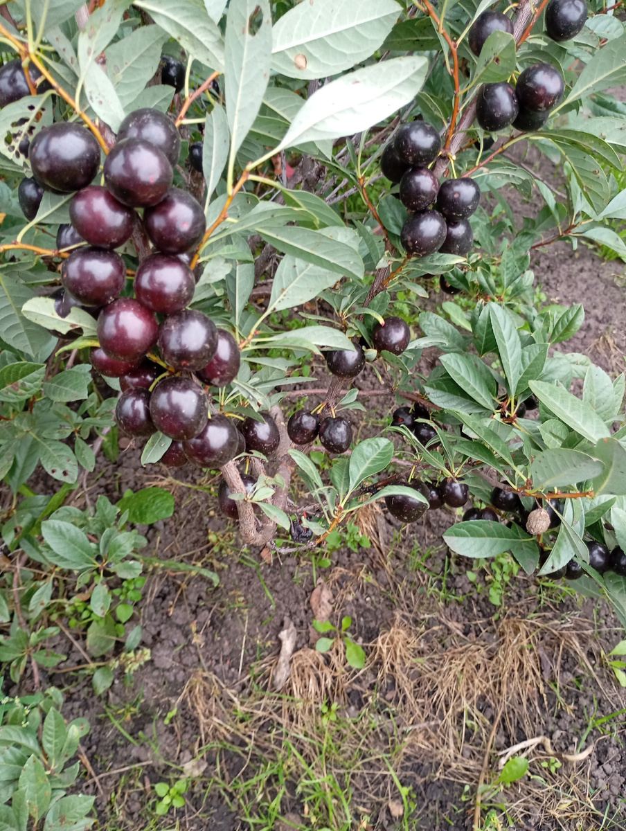 Вишня Бессея фото автора.