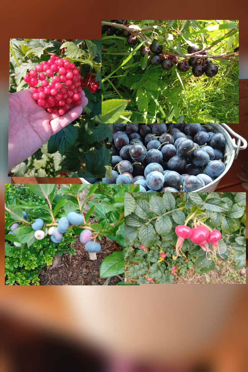 Фото автора.