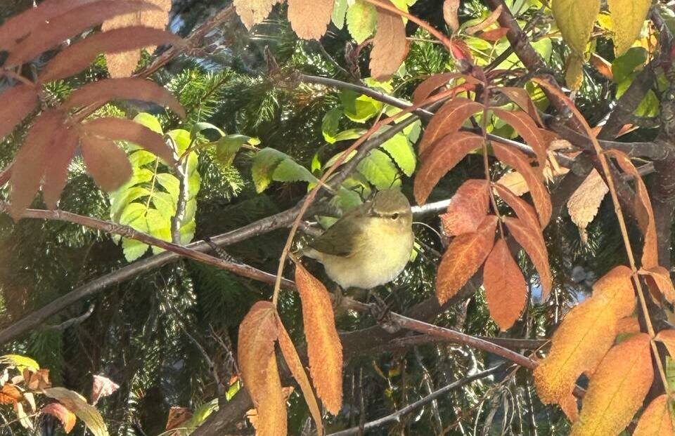   В Бузулукском бору появилась малютка-певица, летающая в Африку