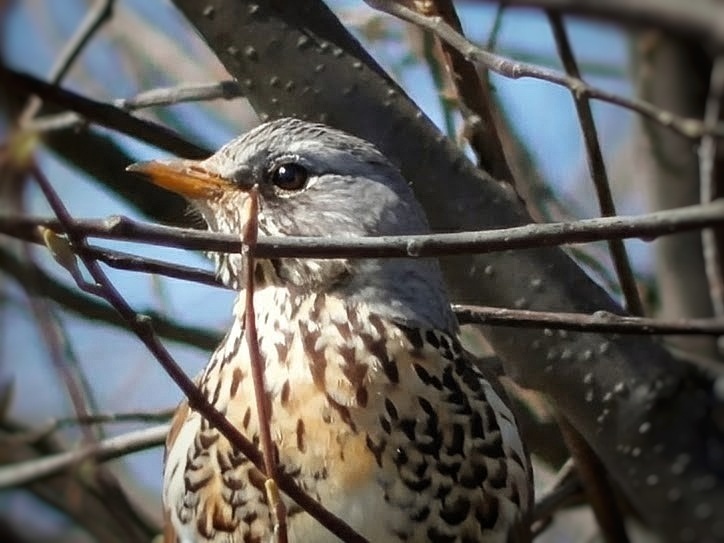 Фото автора канала "Удивительный мир живой природы "