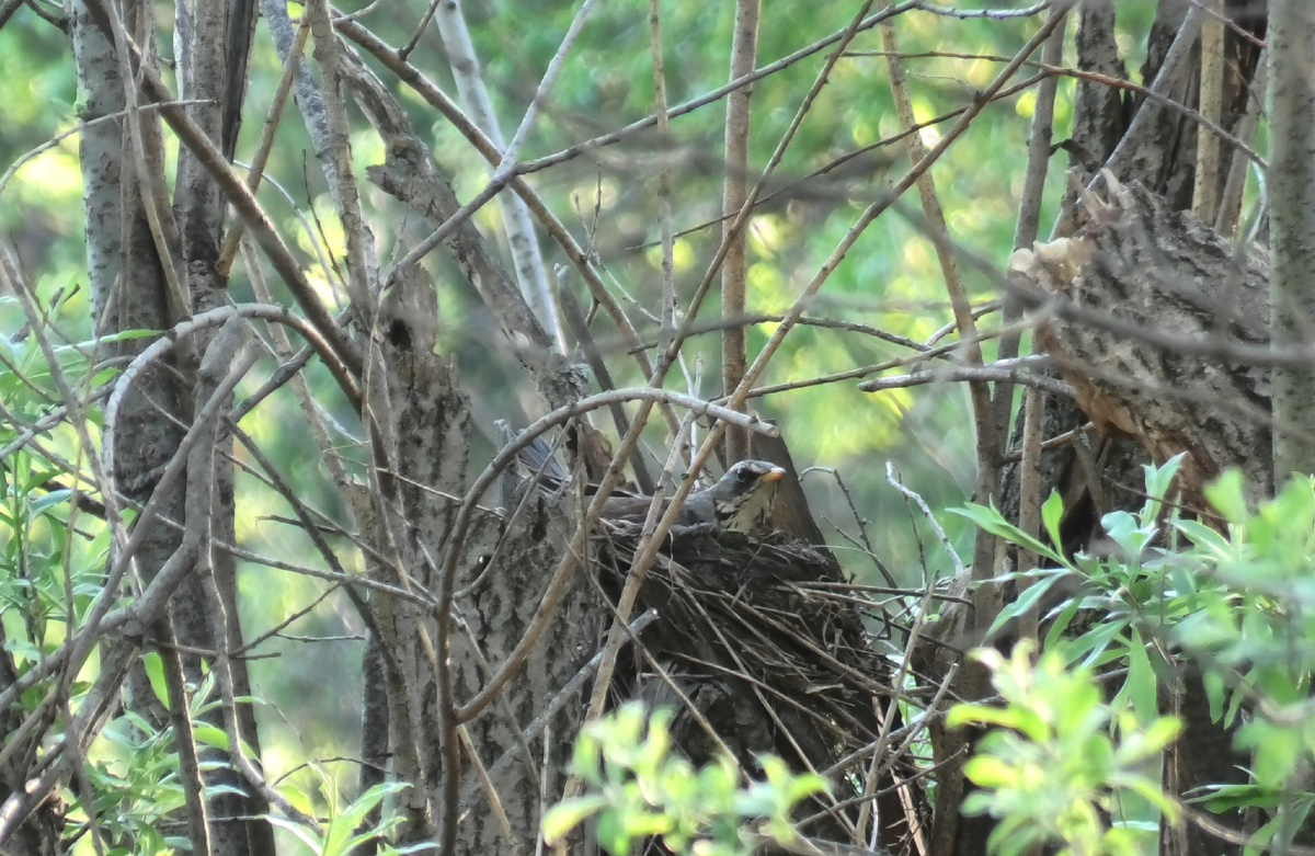 Фото автора канала "Удивительный мир живой природы "