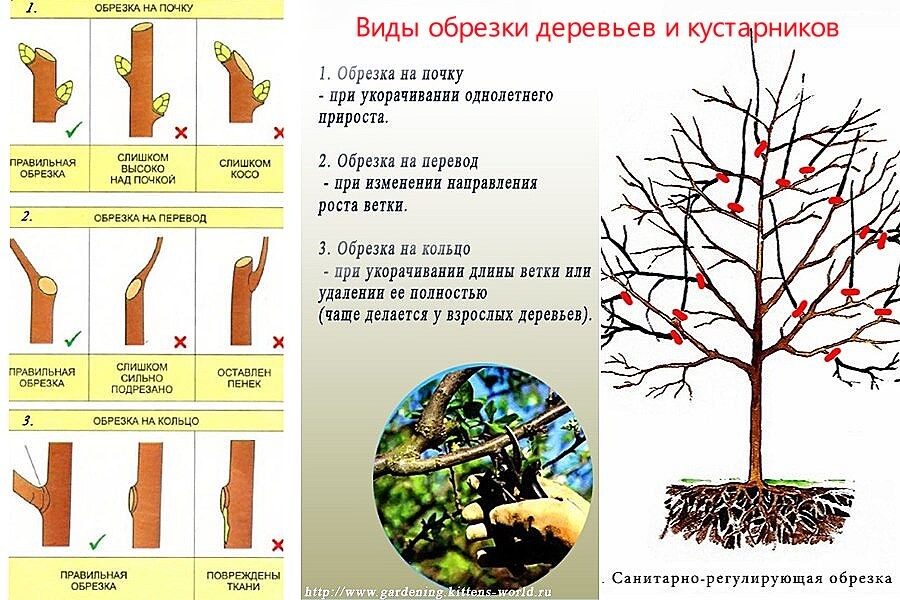 Виды обрезки деревьев и кустарников. 