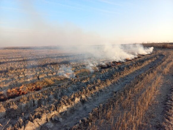    Фото: Российское экологическое общество