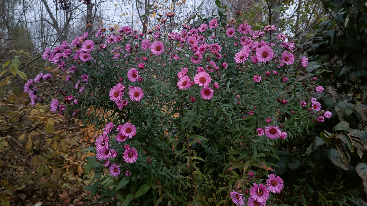 Астра многолетняя