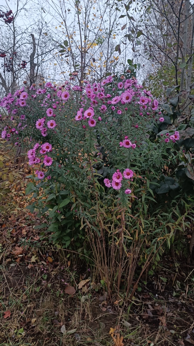 Астра многолетняя