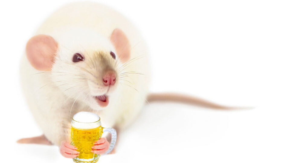 Эксперимент подтвердил: грибок из кишечника влияет на отношение к алкоголю