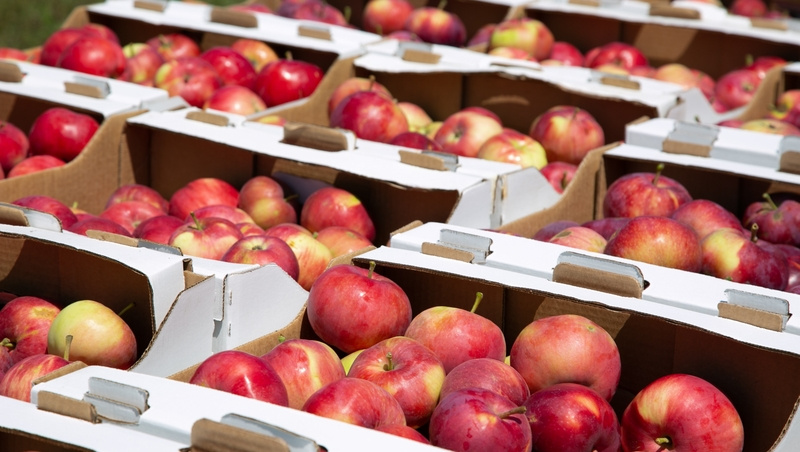      Фото: Валерия Алтухова / / ИА «Победа26»