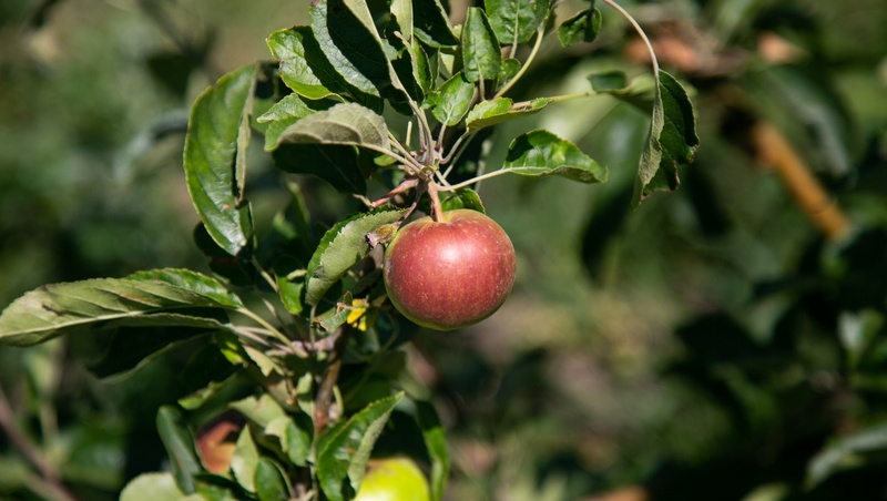    В селе Юца собрали 3,4 тыс. тонн яблок со 123 га садов Фото: Валерия Алтухова / / ИА «Победа26»