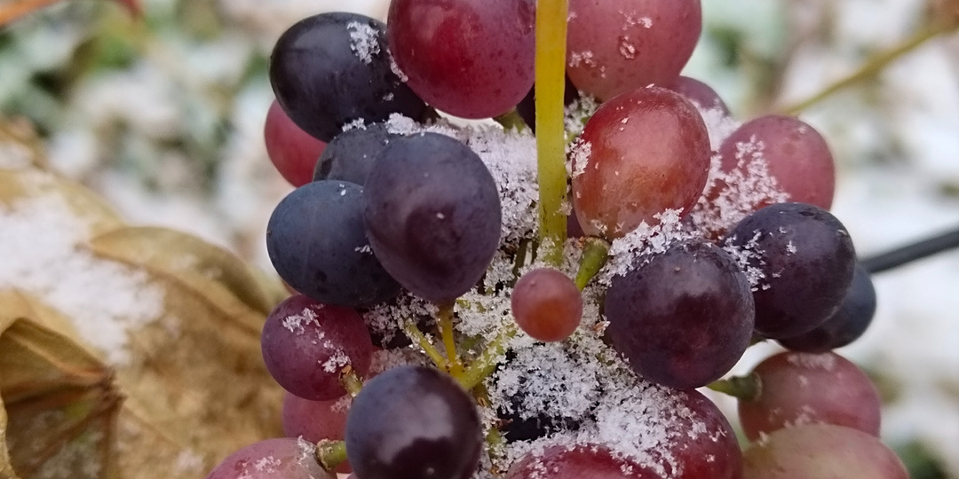 "Подскажите, пожалуйста, при какой температуре надо укрывать виноград?"