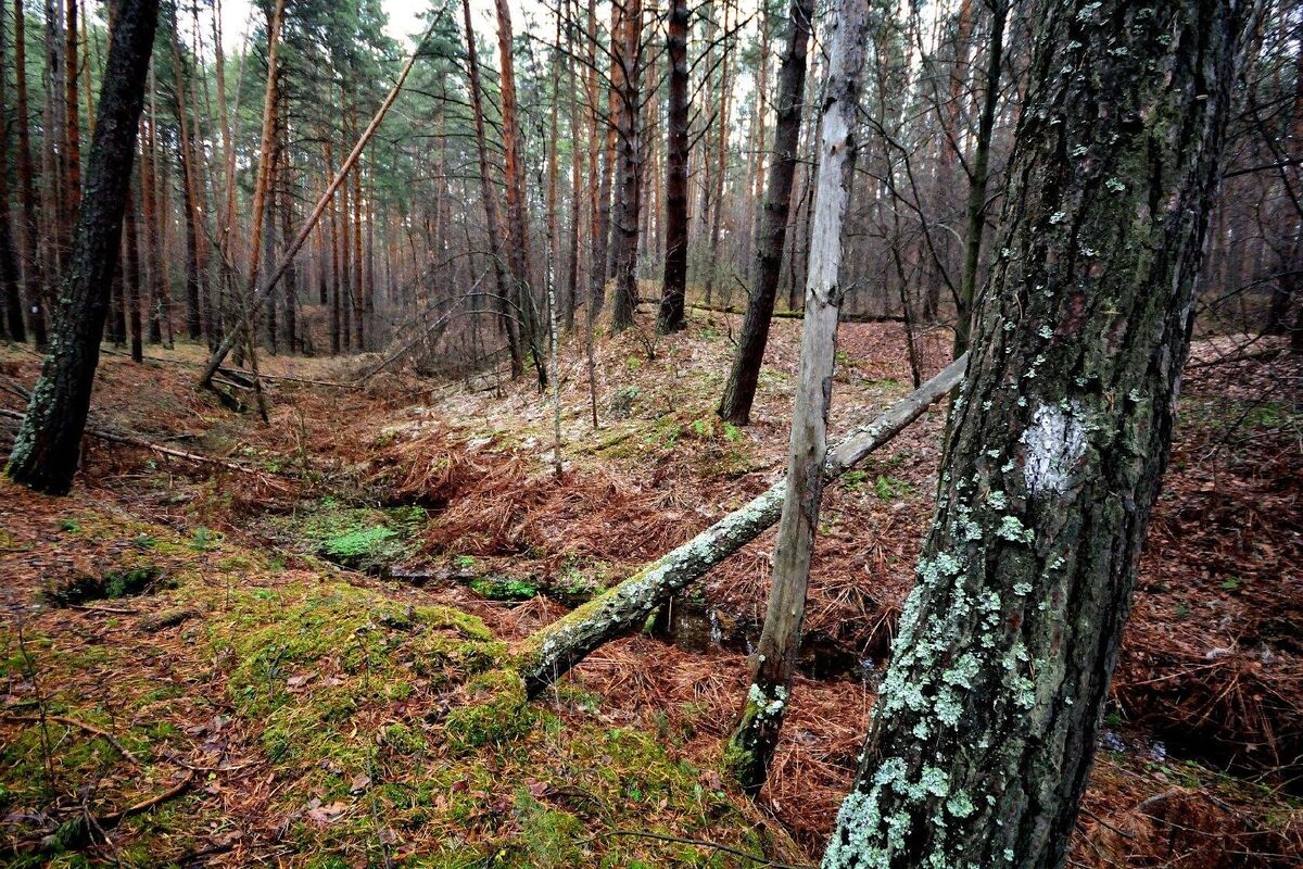 Банный лог. Фотография К. Мельникович