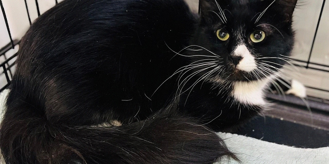 Котику Ватсону нужна помощь на лечение и карантин