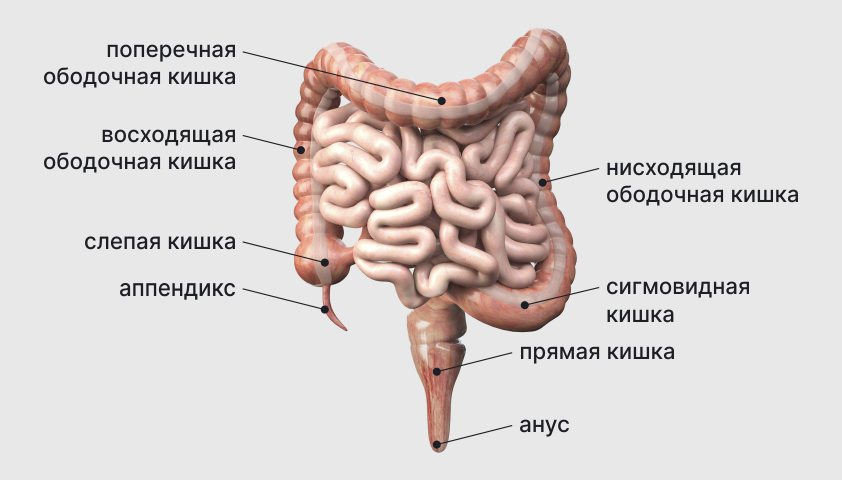 В толстой кишке выделяют слепую, ободочную, сигмовидную и прямую кишку. 