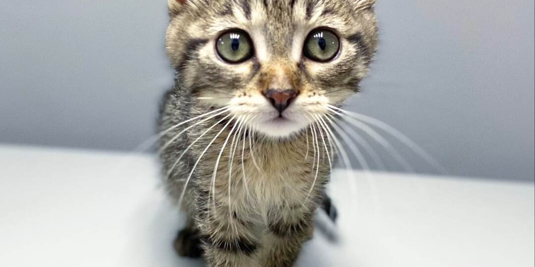 Очаровательные малыши ищут любящих хозяев