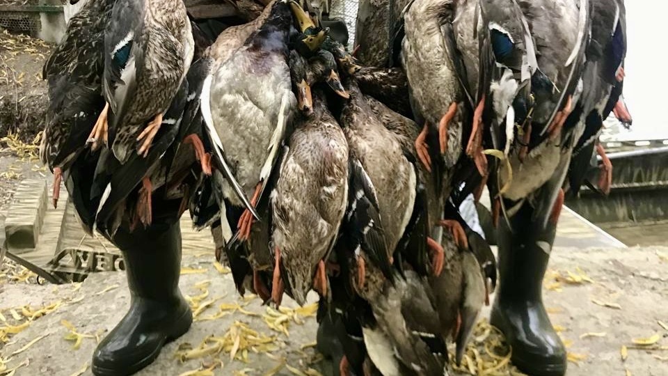 Охота на водоплавающую дичь в удовольствие