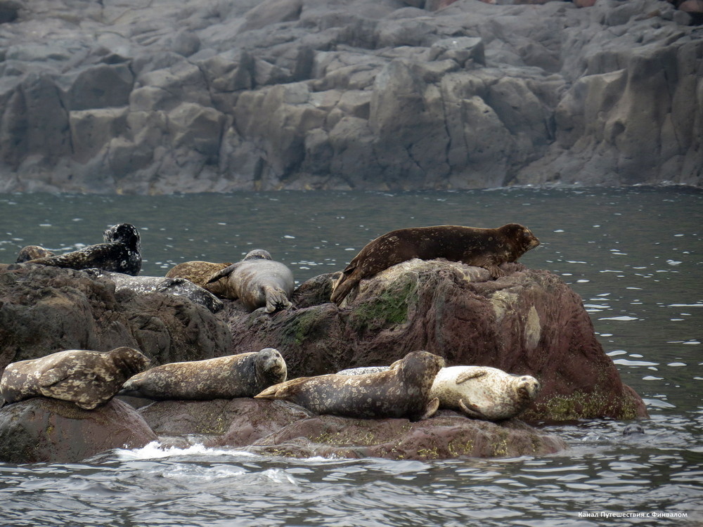 Всю дорогу на нас с прибрежных камней глазели антуры.Вероятно, в такую погоду слезать с удобных лежанок им было лениво)). За время пребывания на суше их бархатистые шубки просохли, и стало заметно, насколько они разноцветные.