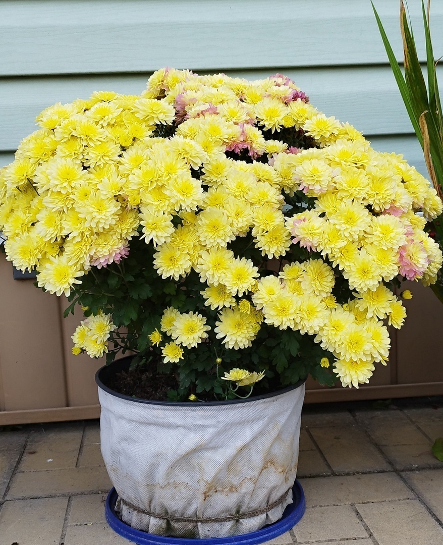 Брандсаунд Лемон