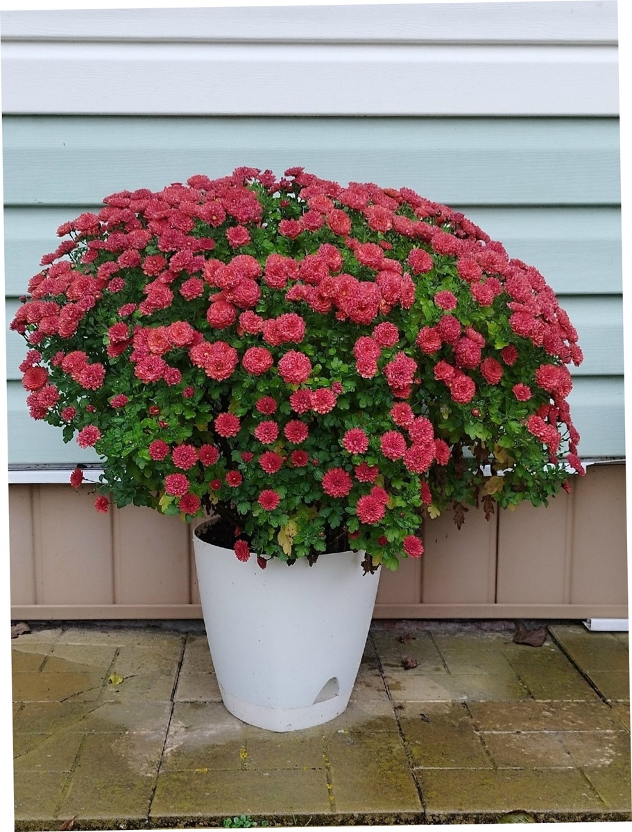 Джиджи Оранж половина в горшке, на отмостке,