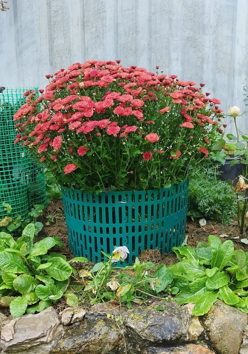 А вот после сильного дождя в отрытом грунте тяжелые цветущие ветки наклонились к земле и пришлось их поднять и подставить опору, чтобы не сломались. Но даже так она выглядит шикарно!