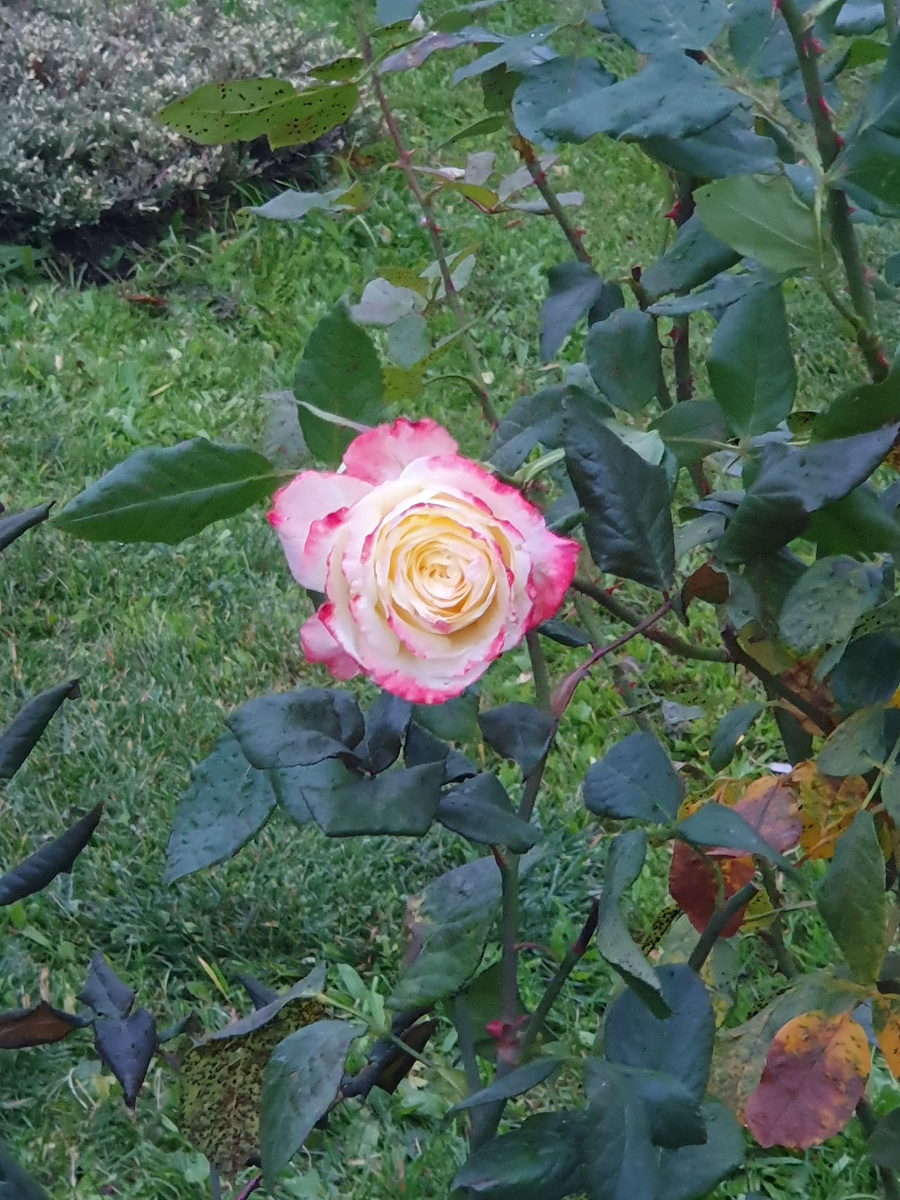 Розовые розы