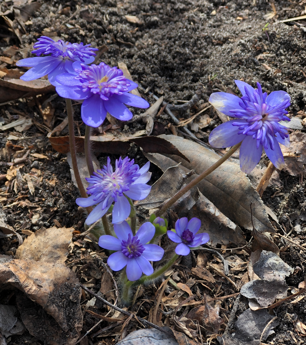 Печеночница трансильванская Konny Greenfield