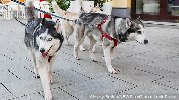     Фото: Alexey Belkin/NEWS.ru/Global Look Press   
 Текст: Татьяна Косолапова