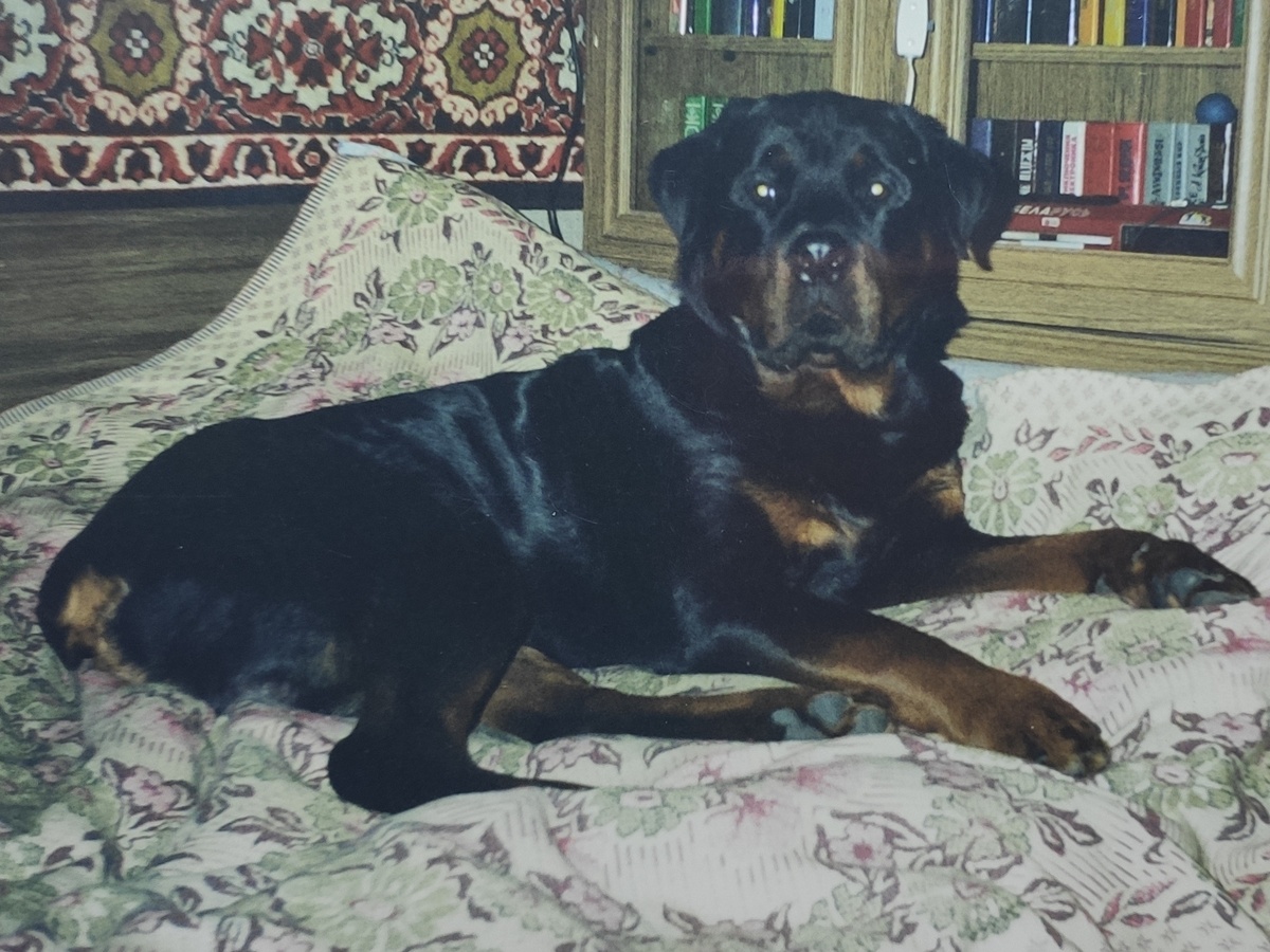 Давным...давно...Я познакомилась с мужем, а он меня со своей собакой. И эта был Ротвейлер и его звали Норд! Он выглядел также как эта собака(карта Собака).Его боялись и родственники и все кто заходил домой. А порой его и вовсе закрывали в другую комнату. Понятно....что  речь не шла о том, чтобы его погладить.Он был спокоен...но всегда был бдительный.И очень не любил людей, которые при разговоре активно жестикулировали. Он их воспринимал как угрозу. Он по старости ушёл из жизни...       Но! память о нём осталась...                          