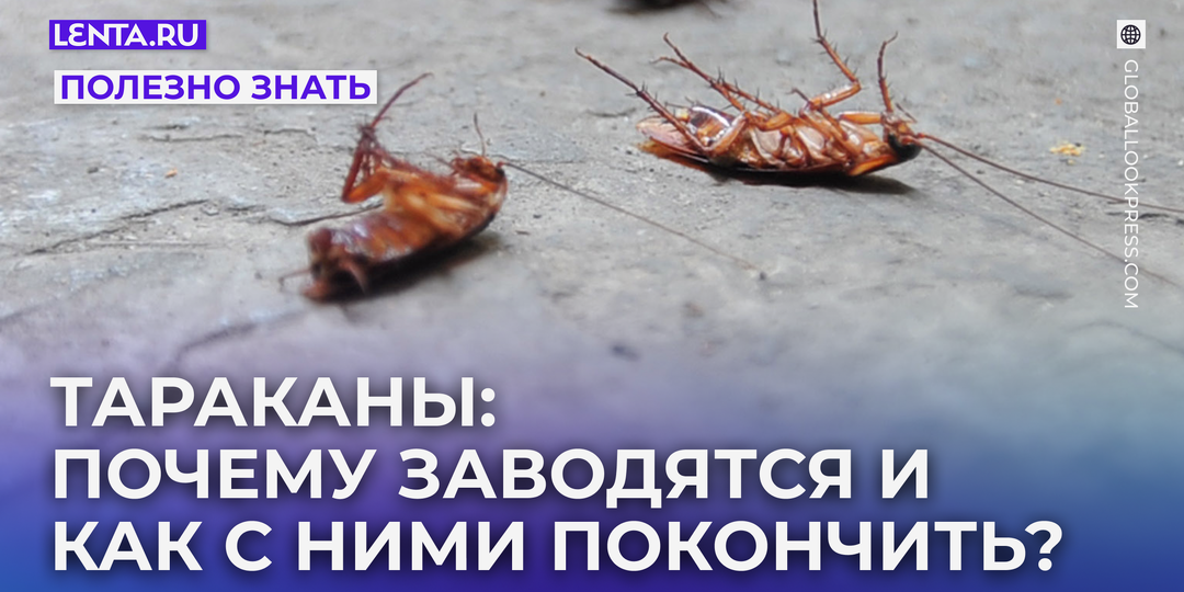 Как избавиться от тараканов в квартире навсегда? Инструкция по борьбе с тараканами народными и современными средствами